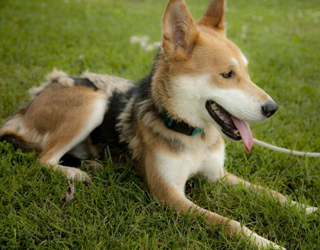 Husky Dog Adoption Organization Husky Dog Adoption Organization