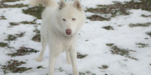 Free Spirit Siberian Rescue