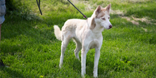 Free Spirit Siberian Rescue