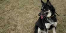 Free Spirit Siberian Rescue