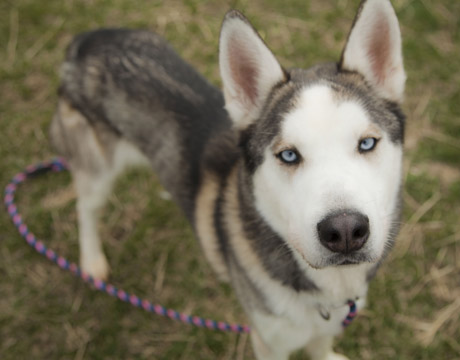 free spirit siberian rescue